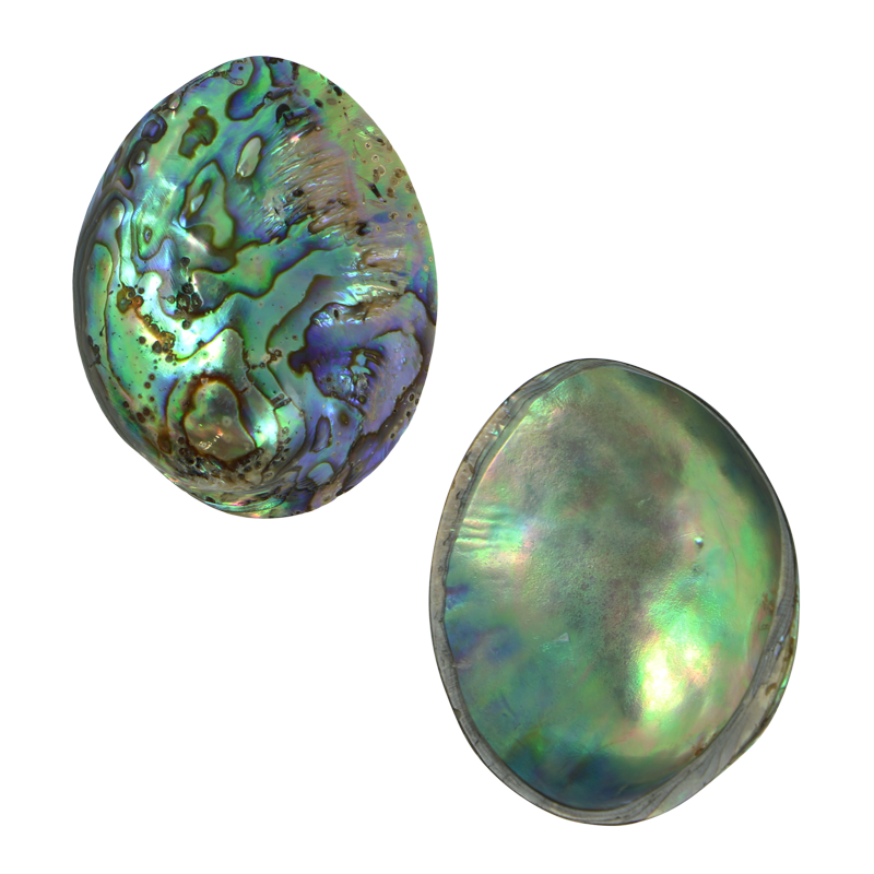 PLPGEM45 - PAUA GEM INDIVIDUAL - POLISHED - OCEAN SHELL STUDIOS