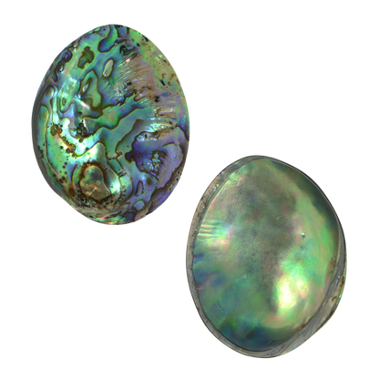 PLPGEM45 - PAUA GEM INDIVIDUAL - POLISHED - OCEAN SHELL STUDIOS