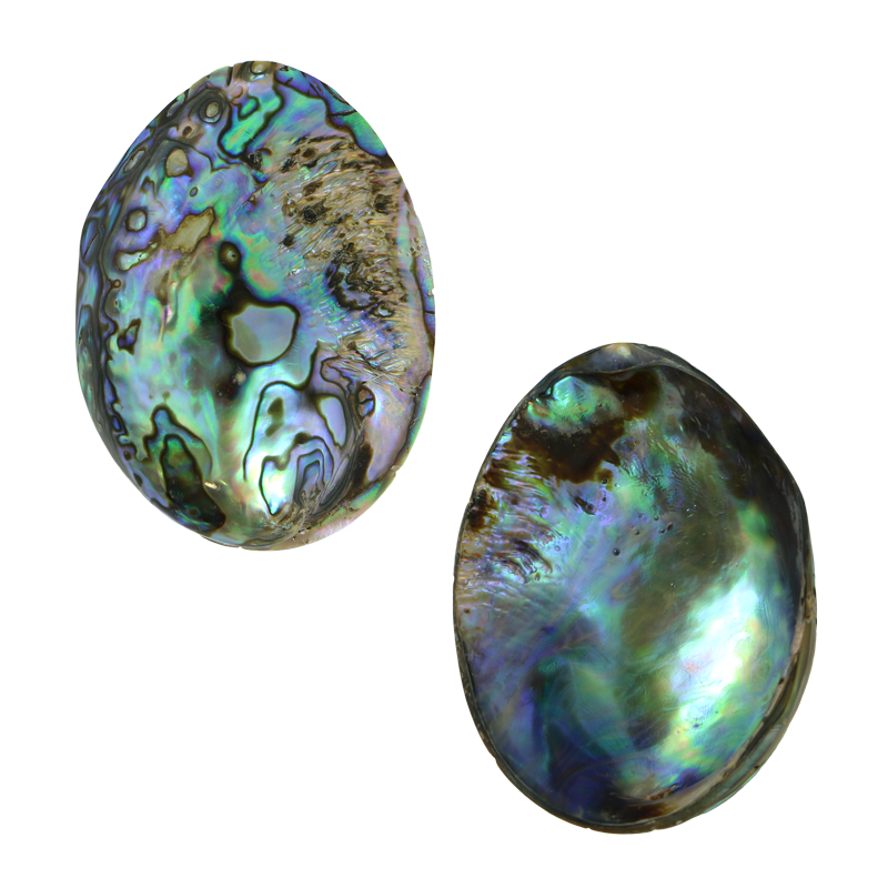 PLPGEM55-A - PAUA GEM INDIVIDUAL - POLISHED - OCEAN SHELL STUDIOS