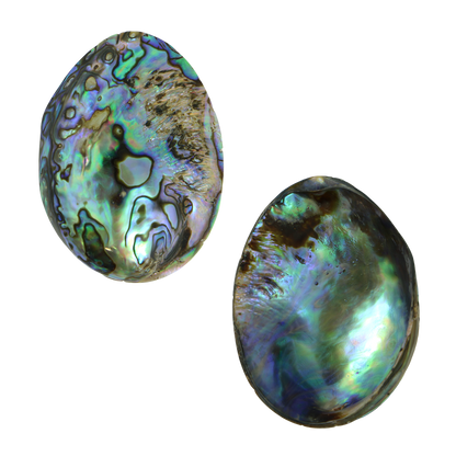 PLPGEM55-A - PAUA GEM INDIVIDUAL - POLISHED - OCEAN SHELL STUDIOS