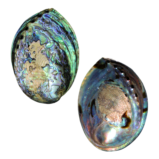 PLPP - Full Polished PAUA SHELL - NZ ABALONE - MIXED STYLES POLISHED - OCEAN SHELL STUDIOS