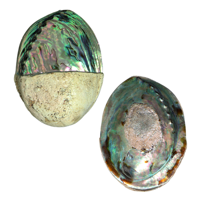PLPPH - Half Polished PAUA SHELL - NZ ABALONE - MIXED STYLES POLISHED - OCEAN SHELL STUDIOS