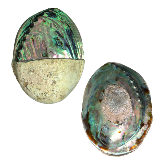 PLPPH - Half Polished PAUA SHELL - NZ ABALONE - MIXED STYLES POLISHED - OCEAN SHELL STUDIOS
