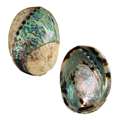 PLPPSK - Spiral Polished PAUA SHELL - NZ ABALONE - MIXED STYLES POLISHED - OCEAN SHELL STUDIOS