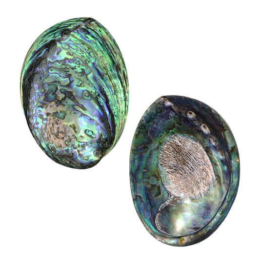 PLPSF_7b835e33-dcc5-43a8-8d04-5c744eb81ca7 - POLISHED SHELL - PAUA - HOLES FILLED - OCEAN SHELL STUDIOS