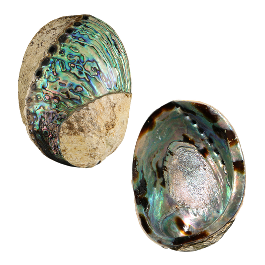 PLPSS - POLISHED SHELL - PAUA - SPIRAL - OCEAN SHELL STUDIOS