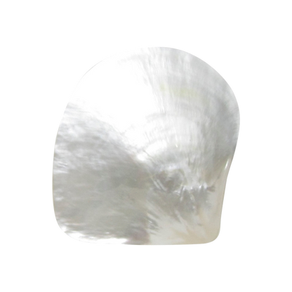 PLWTB - POLISHED SHELL - WHITE MOP - PETITE - BUFFED - OCEAN SHELL STUDIOS