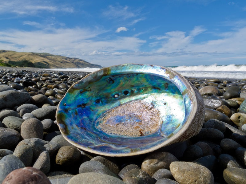 Sustainably Sourced NZ Paua Shell | Genuine Pāua from New Zealand – Ocean Shell Studios