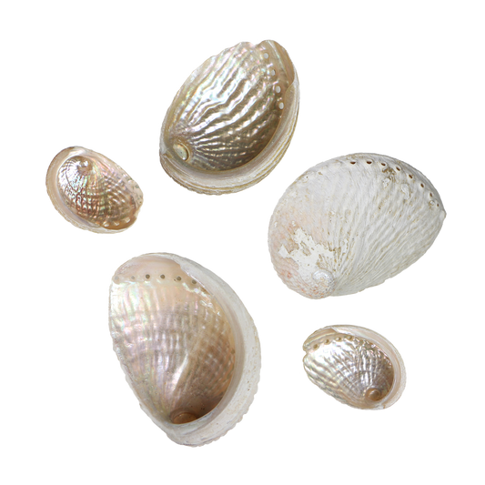 Queenie_Paua_2 - QUEENIE PAUA - ORGANIC NATURAL - OCEAN SHELL STUDIOS
