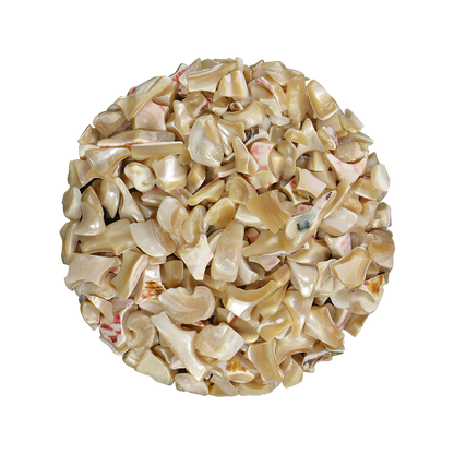 TCHT12 - SHELL TERRAZZO CHIP - TROCHUS 10-15MM - OCEAN SHELL STUDIOS