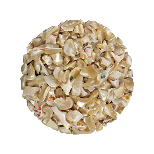 TCHT12 - SHELL TERRAZZO CHIP - TROCHUS 10-15MM - OCEAN SHELL STUDIOS