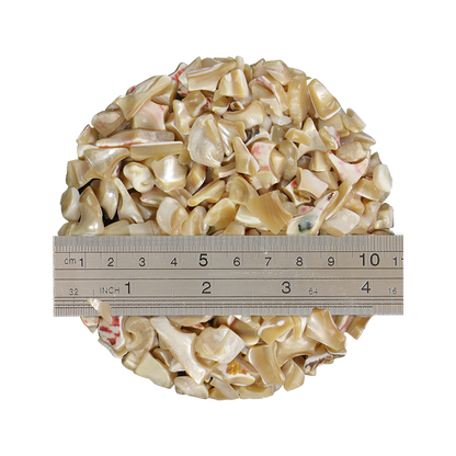 TCHT12_2 - 1kg SHELL TERRAZZO CHIP - TROCHUS 10-15MM - OCEAN SHELL STUDIOS