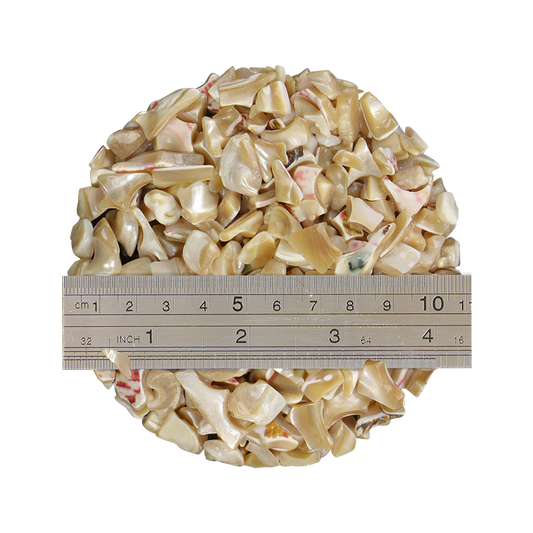 TCHT12_2 - 1kg SHELL TERRAZZO CHIP - TROCHUS 10-15MM - OCEAN SHELL STUDIOS