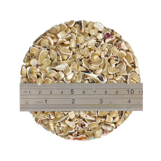 TCHT8_2_db826f82-999f-4397-8127-e551ad12aa6a - 1kg SHELL TERRAZZO CHIP - TROCHUS 5-9MM - OCEAN SHELL STUDIOS