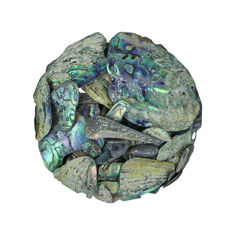 TPNU - PAUA NATURAL UNSORTED - OCEAN SHELL STUDIOS