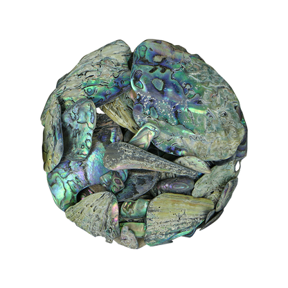 TPNU - PAUA NATURAL UNSORTED - OCEAN SHELL STUDIOS