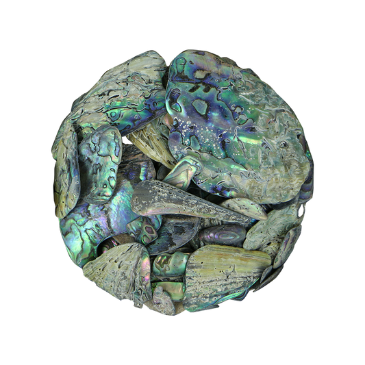 TPNU - PAUA NATURAL UNSORTED - OCEAN SHELL STUDIOS