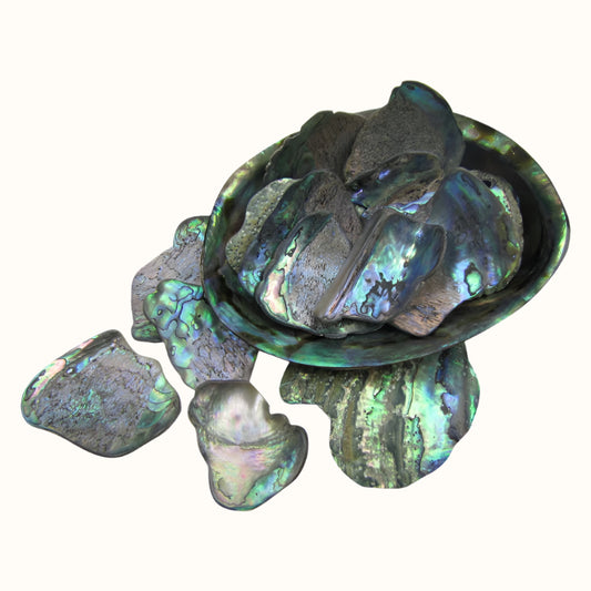 TPSL_2 - PAUA SATIN LARGE - OCEAN SHELL STUDIOS
