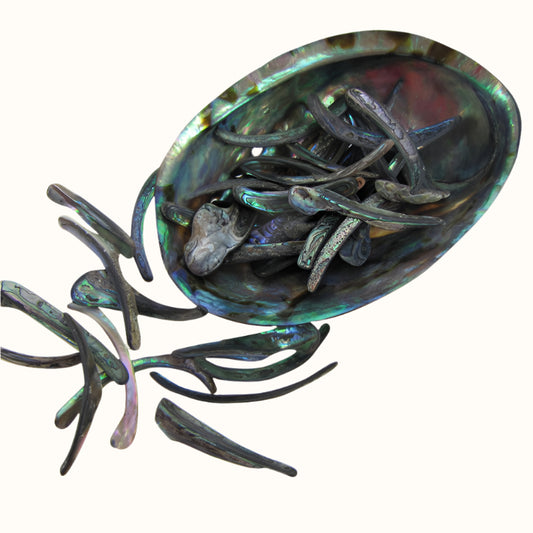 TPSRM - PAUA RIMS MEDIUM - OCEAN SHELL STUDIOS