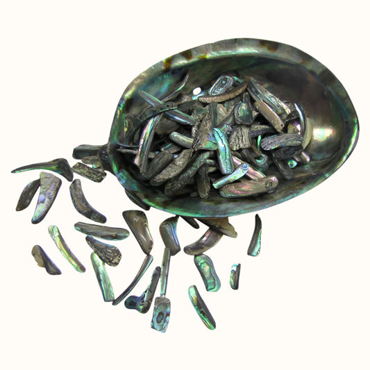 TPSRS_2 - PAUA RIMS SMALL - OCEAN SHELL STUDIOS