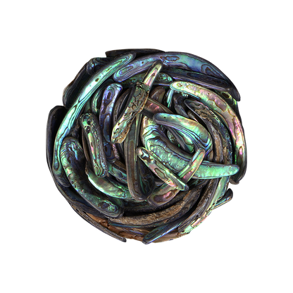 TPSRU - PAUA RIMS UNSORTED - OCEAN SHELL STUDIOS