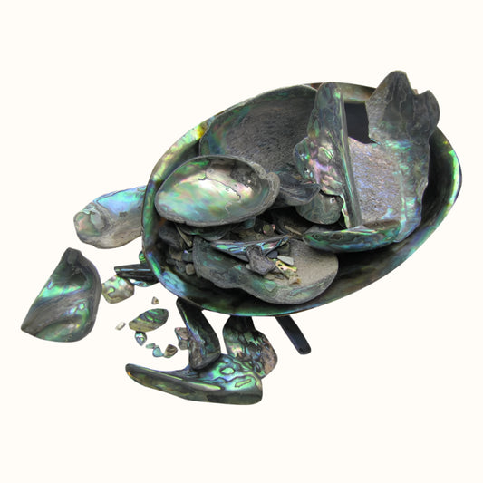 TPSU_2 - PAUA SATIN UNSORTED - OCEAN SHELL STUDIOS