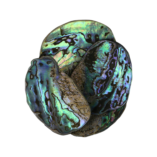 TPSXL - PAUA SATIN X-LARGE - OCEAN SHELL STUDIOS