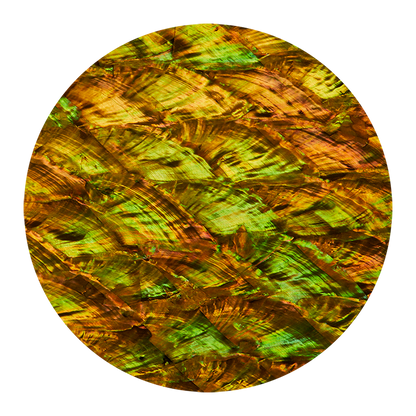 VCAOG200 - RETAIL READY - SHELL VENEER COATED - ABALONE PEARL OLD GOLD - OCEAN SHELL STUDIOS